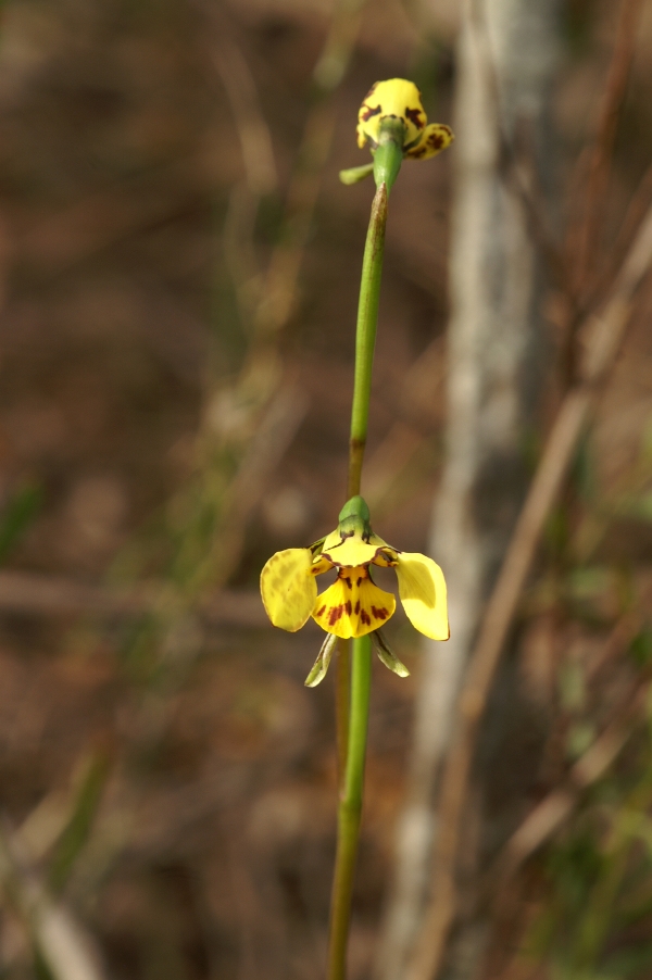 Diuris sulphurea